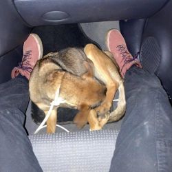 2021.11.11 - kutya mentés